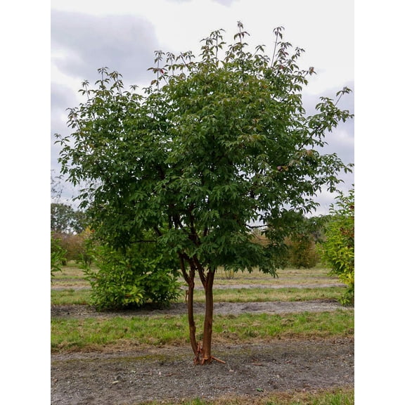 RedCrocus Paperbark Maple Acer griseum- Stunning Ornamental Tree for Garden & Landscape- Full Sun to Part Shade, Deciduous, Deer Resistant, Pet Safe 4.5-5" cal 200 Gallon