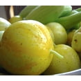 thumbnail image 1 of 100 LEMON CUCUMBER Cucumis Sativus Fruit Vegetable Seeds, 1 of 3
