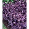 thumbnail image 2 of Purple Heart Plant Perennial Easy Growing Inside/Outside Pink Flowers Shade/Full Sun, 2 of 5