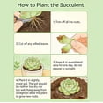 thumbnail image 6 of Rare Cactus Succulent Plants | Live House Plants for Home, Office, and Garden Decoration., 6 of 6