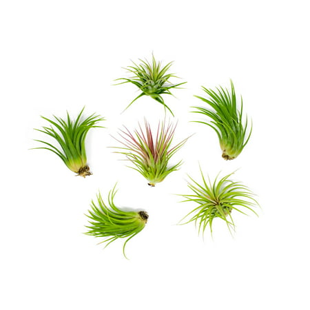 6 Lowlight Air Plant Pack - Live Low-Light Plants | Indoor Tropical Tillandsia Houseplant Kit | Natural Low Light Decorations by Plants for