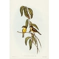 thumbnail image 2 of Gould, John 11x14 Black Ornate Wood Framed with Double Matting Museum Art Print Titled - Yellow-bellied flycatcher-Microeca flavigaster, 2 of 4