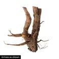 thumbnail image 2 of Glaskin's Perpetual Rhubarb Dormant Vegetable Roots, 3-Pack, 2 of 2