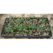 Camellia sinensis 10 Seeds Tea Plant Seeds