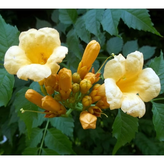 Yellow Trumpet Vine Plant - Campsis radicans - Flava - 2.5" Pot