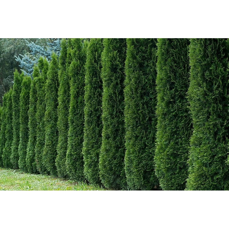 CZ Grain Fast-Growing 40 American Arborvitae, Thuja occidentalis, Tree  Seeds for Privacy, Landscaping - Walmart.com