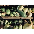 thumbnail image 3 of Speckled Swan Gourd Seeds/ Annual/ Full Sun/ 200 Seeds 1 oz/ Zellajake Farm and Garden- B113, 3 of 5