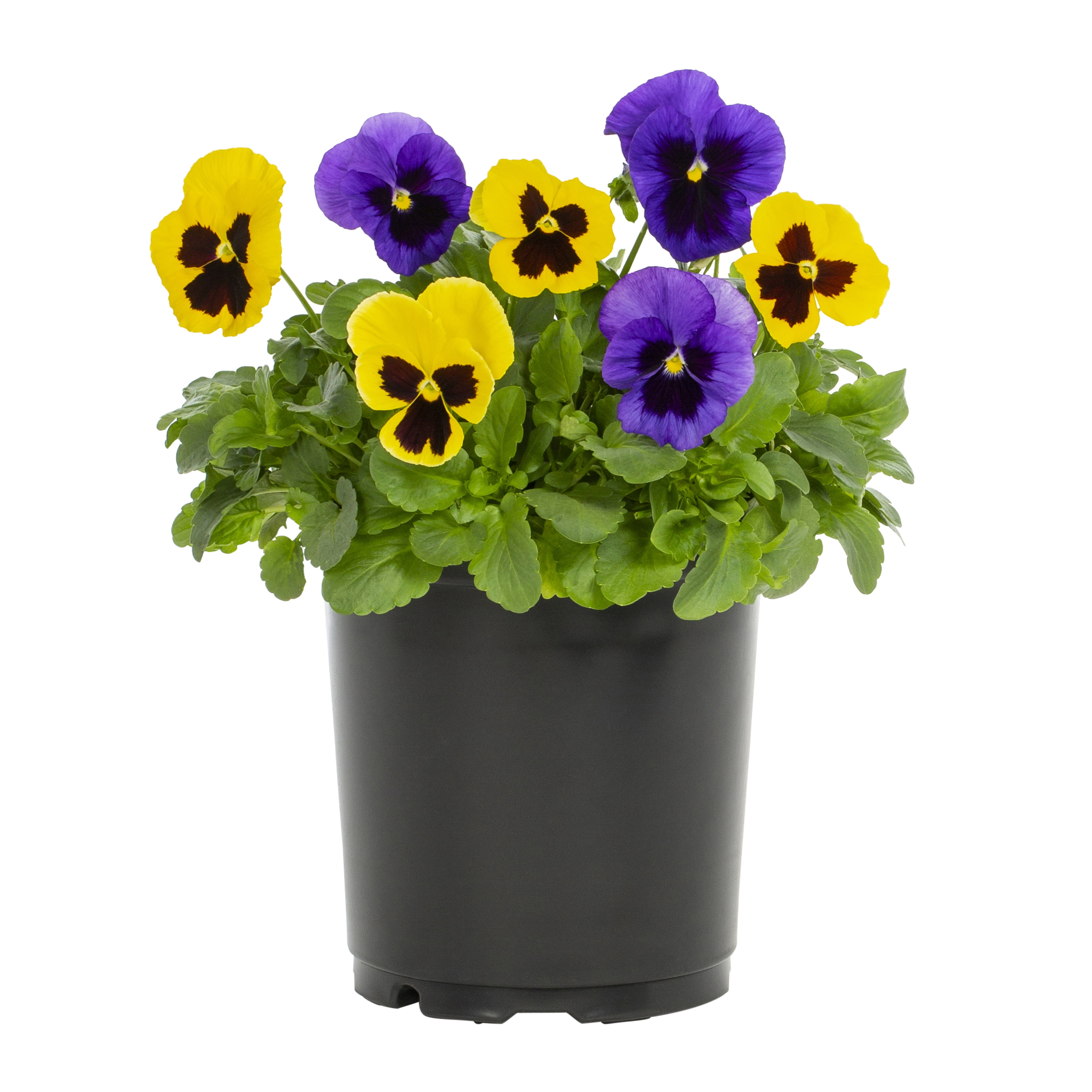 Expert Gardener 2.5QT Purple Yellow Pansy Live Annual Plant Sun 3-Pack