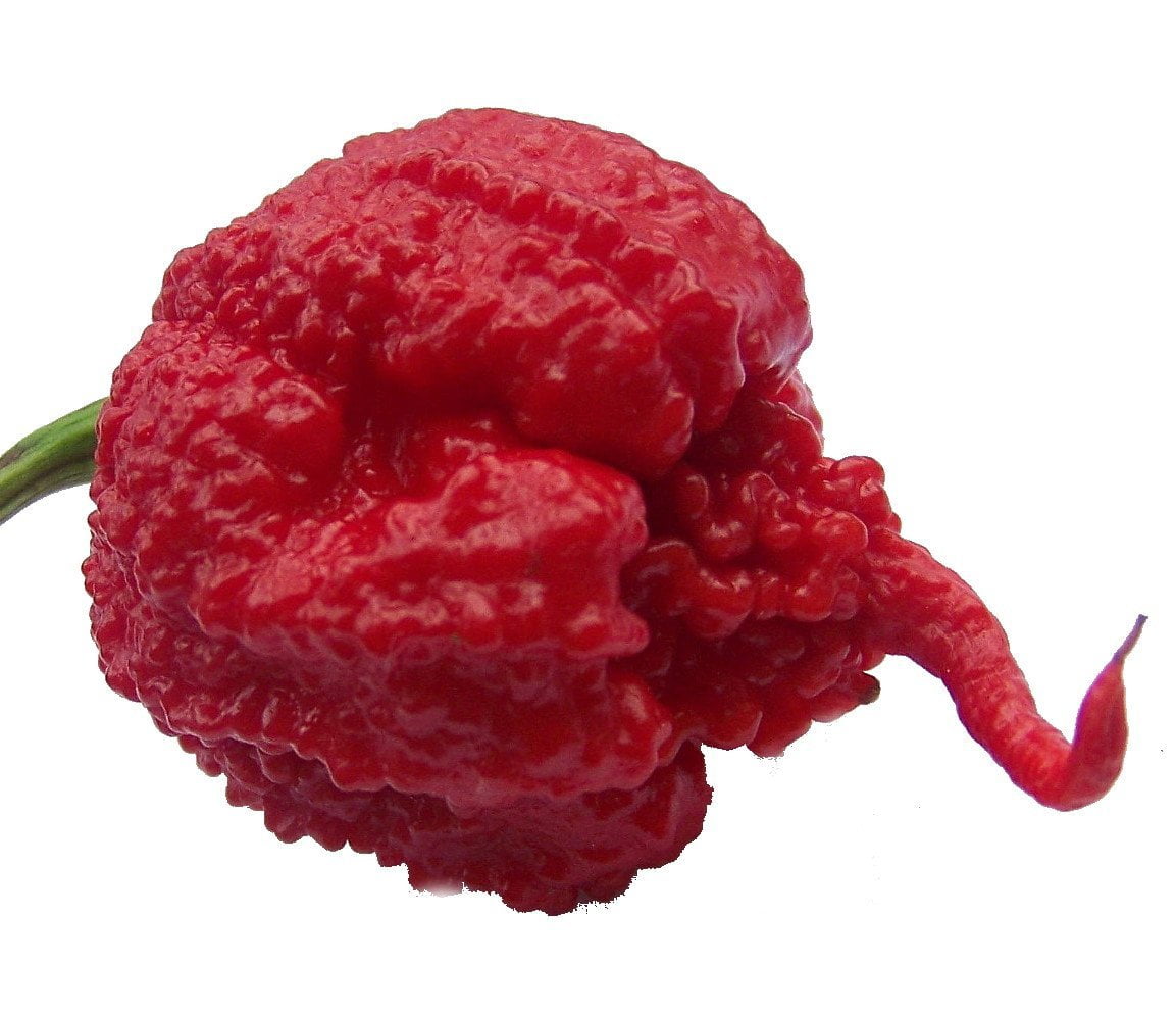 carolina reaper pepper size carolina reaper pepper size