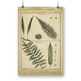 thumbnail image 1 of Diderot Antique Ferns Iii. Poster - Denis Diderot Designs,, 1 of 3
