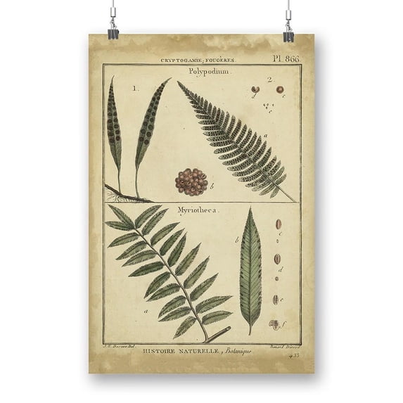 Diderot Antique Ferns Iii. Poster - Denis Diderot Designs,