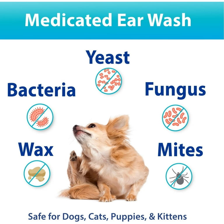 Poodle ear infection home cheap remedy