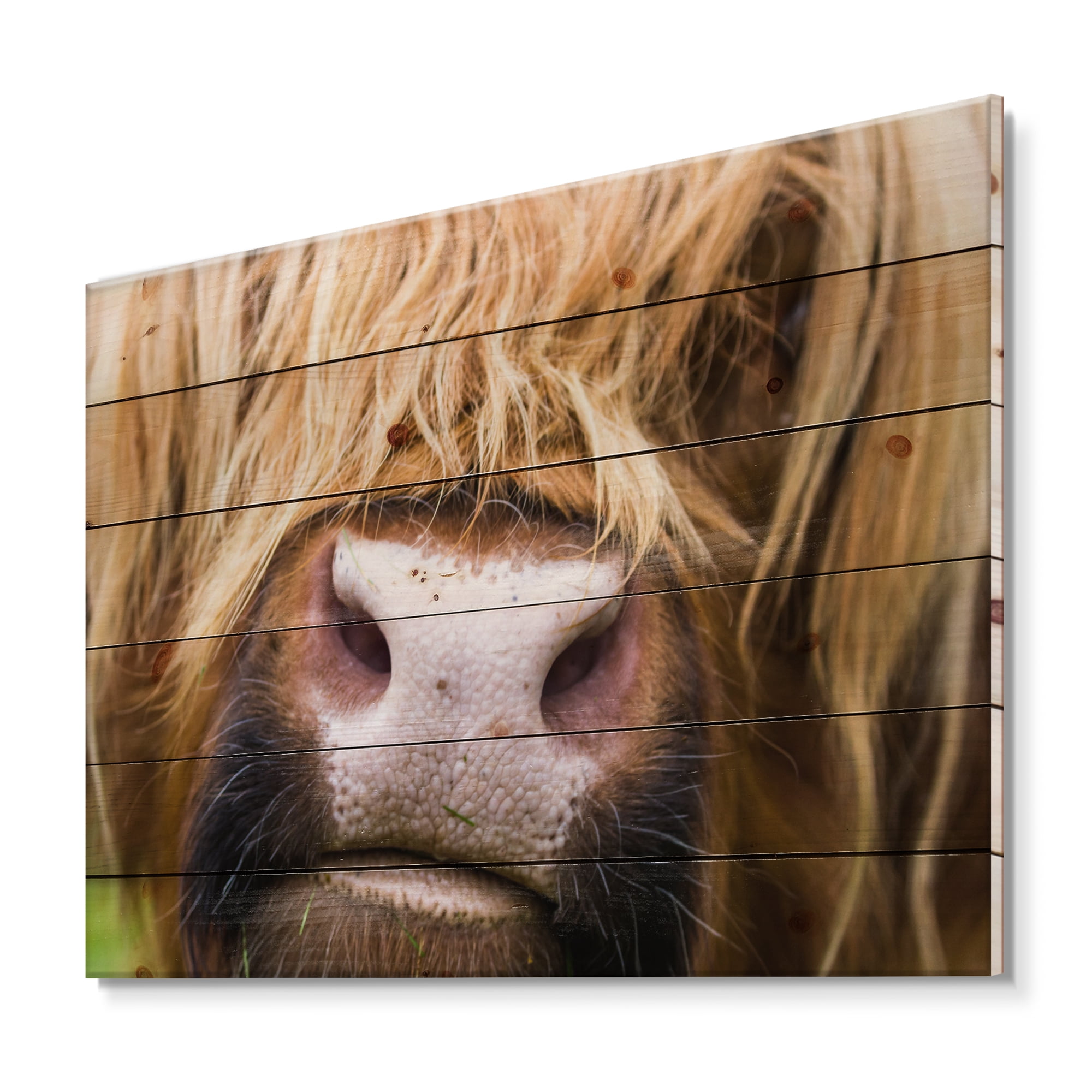 Designart 'Close-Up Highland Cattle' Farmhouse Print on Natural Pine Wood