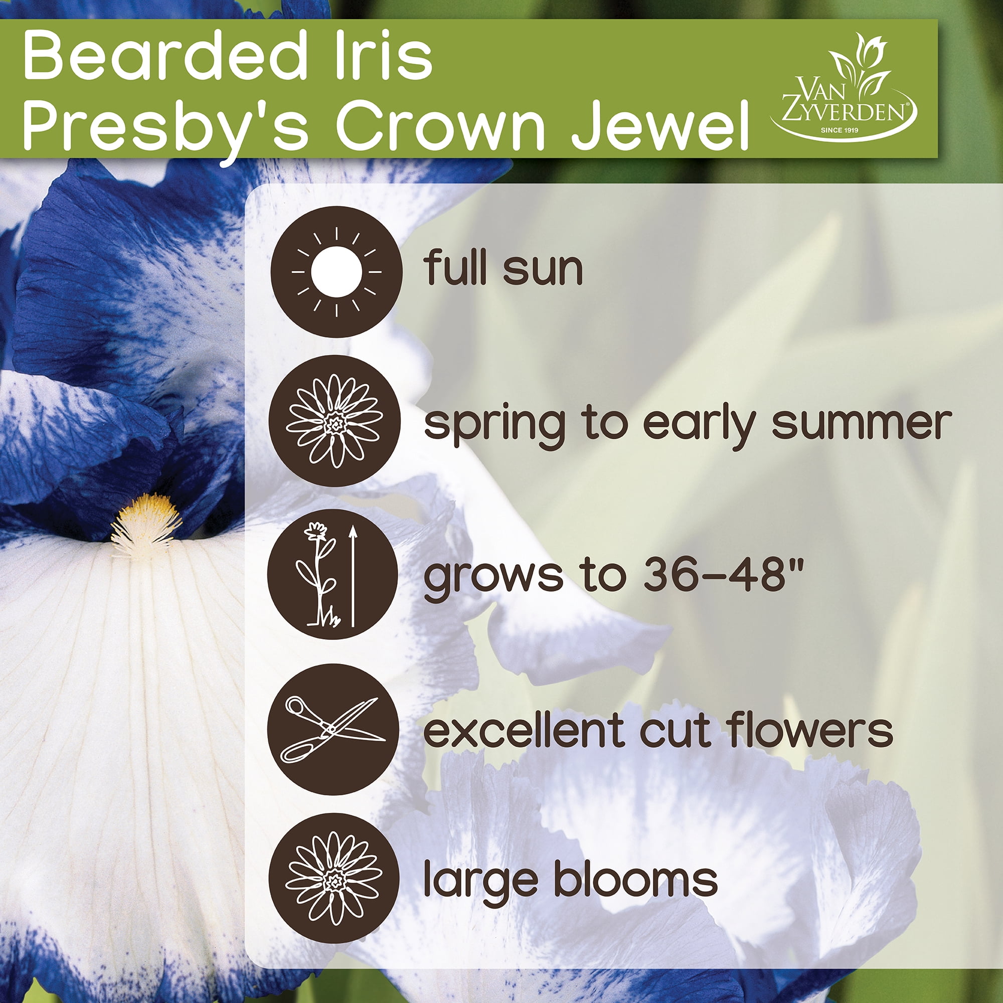 Expert Gardener Bearded Iris Presbys Crown Jewel Plant Bulbs (1 Dormant Bulb)
