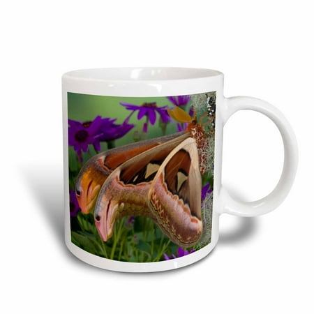 3dRose Atlas Moth insect, Sammamish Washington - US48 DGU0257 - Darrell Gulin, Ceramic Mug, 15-ounce