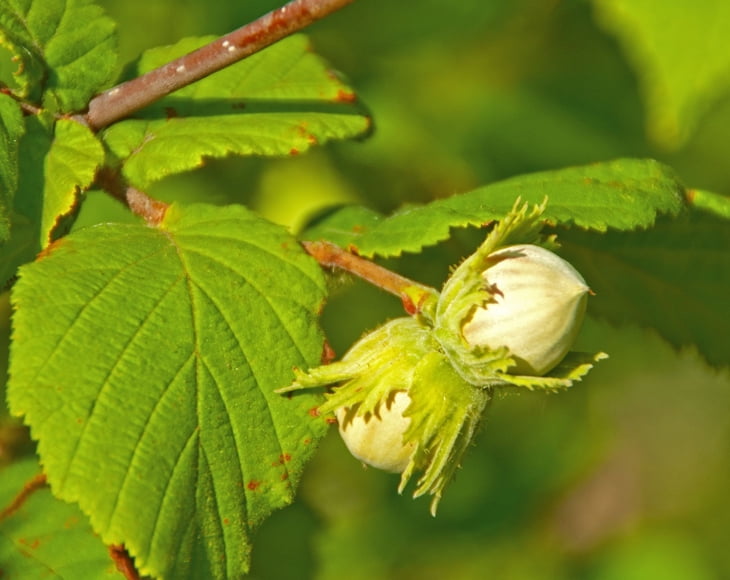 Raw Natural Hazelnuts, 4 Pounds — Kosher, Vegan — by Food to Live