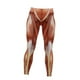 thumbnail image 1 of High Waisted Butt Lifting Leggings Muscle Print Yoga Pants for Women S-XXL, 1 of 5