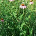 thumbnail image 2 of Mesase Semi-Circular 2 Pcs Iron Plant Support Ring Cage Garden Border Hoop, 2 of 9