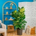 thumbnail image 3 of Costa Farms 48" Fiddle Leaf Fig Live House Plants in 10" Grower Pot, 3 of 8