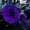 Purple, variant on Henry J. Star - The Soft Apocalypse - Music & Performance - Vinyl