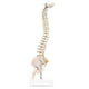 thumbnail image 2 of Miniature Spine Anatomy Model, 15.5inch Mini Vertebral Column Model with Spinal Nerves, Pelvis, Fem, 2 of 5