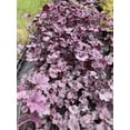 thumbnail image 4 of 2 Amethyst Myst Heuchera/ Coral Bells in 4 Inch Pot--Great for Spring planting!, 4 of 4