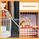 thumbnail image 3 of unbranded 1Jgo Para Jaula De Pájaros Con Mango Y Cabezal De Acero Dorado Para Limpieza Profunda Y Duradera, 3 of 8