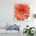 thumbnail image 3 of Trademark Fine Art 'Vivid Daisy' Canvas Art by Danhui Nai, 3 of 3