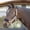 Light Olive/Black(LOGR/BL), variant on Equinavia Saga Fleece Padded Breakaway Halter