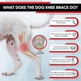 thumbnail image 2 of Canine Support Brace for Hind Leg Stability, Cruciate Ligament Care, Dog Joint Brace for Back Leg and Hip Support, 2 of 5
