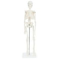 thumbnail image 1 of Anatomy Lab Human Skeleton Model, 19" Desktop Skeleton Has Movable Arms and Legs, Details Basic Human Skeletal System with Display Stand, 1 of 4