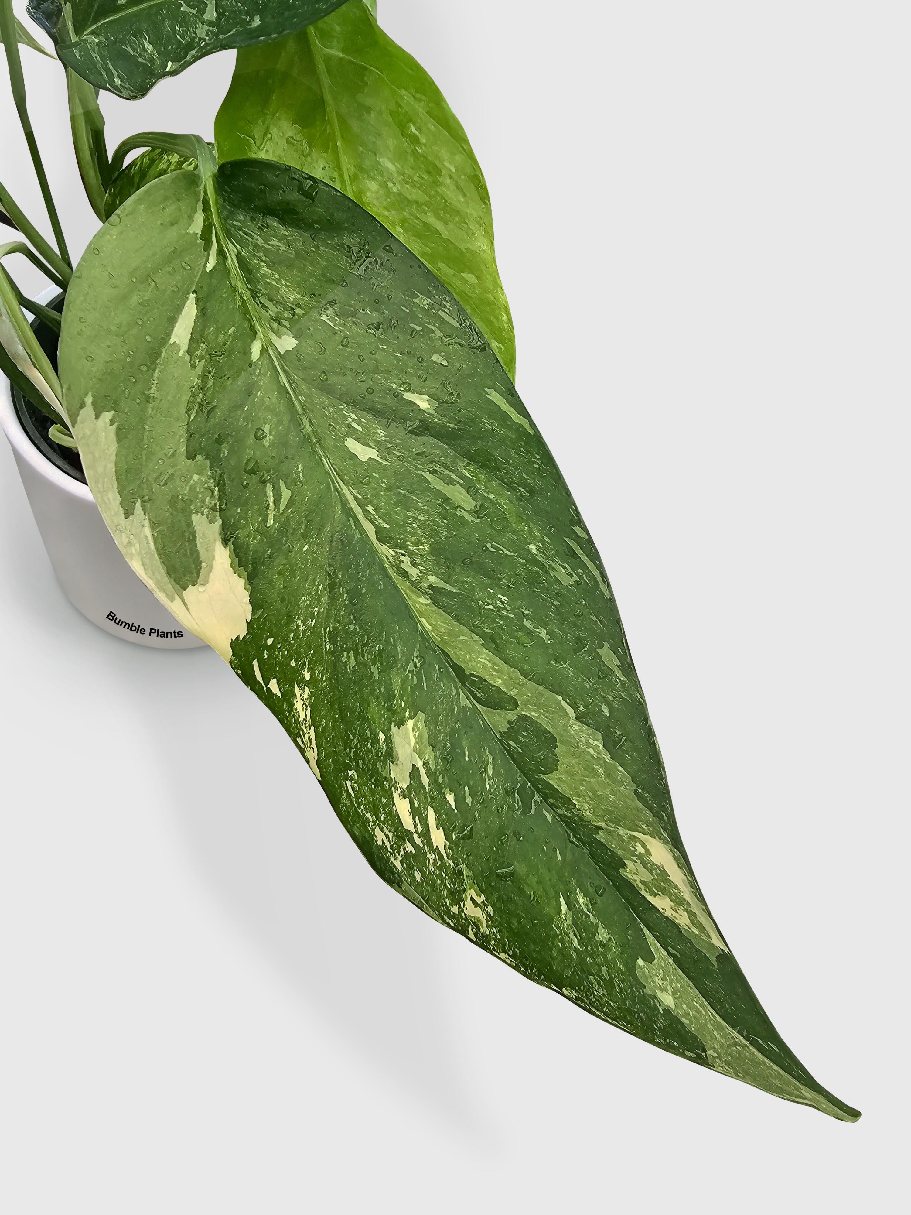 Epipremnum Pinnatum Albo Variegata Cebu Blue - Live Air-Purifying Indoor Plant in Nursery Pot – Easy Care, Low Maintenance Houseplant for Home & Office Decor, Natural Air Cleaner, Best for Beginners