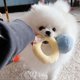 thumbnail image 4 of Caja de anillos de peluche, funda de amor, juguete para masticar para mascotas, sonidos de cachorros, 4 of 5