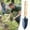 as show, variant on Apmemiss Clearance 6.7" Garden Hand Trowel, Heavy Duty Stainless Steel Garden Shovels with Wood Handle, Small Gardening Hand Tools for Digging, Planting, Measure, Transplanting