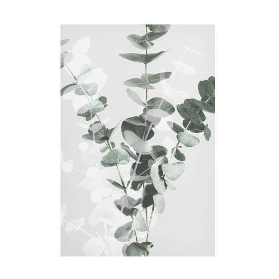 Pictufy Studio III 'Eucalyptus 2' Canvas Art - 12 x 19 Inches