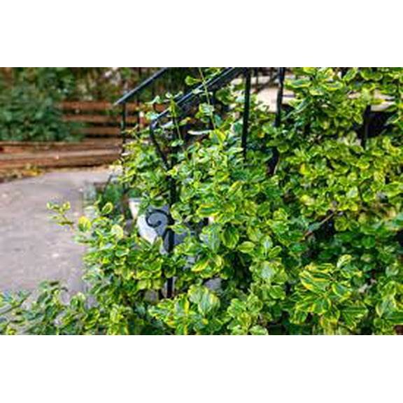 RedCrocus Euonymus 'Canadale Gold' Variegated Evergreen Shrub Live Plant, Compact, Year-Round Color, Sun/Part Shade, Zones 5-9  5 Gallon Nursery Pot