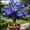 J, variant on Desert Rose, Low Maintenance - Easy Grow - Ideal for Beds Borders, Plant Pots & Planters