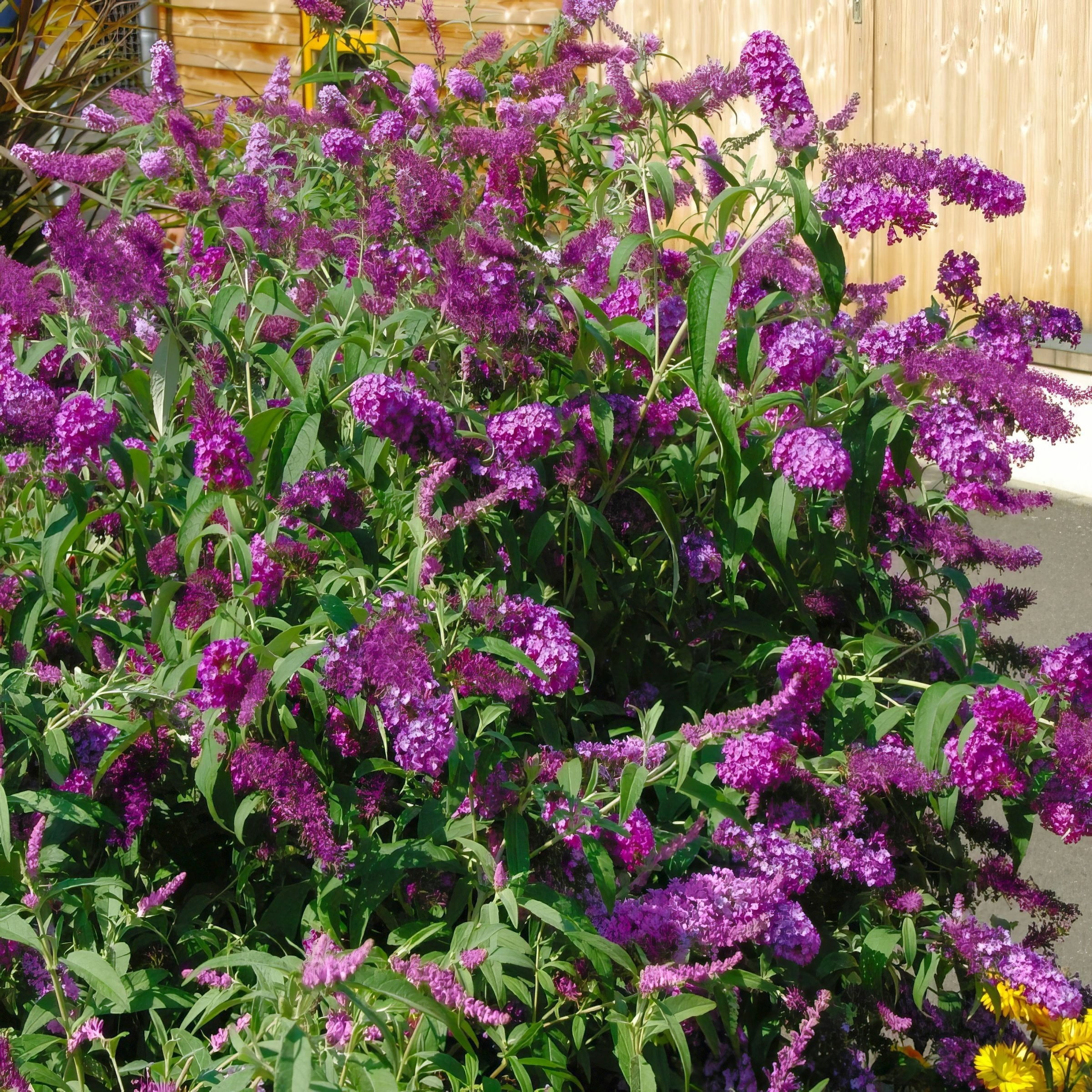 National Plant Network 3.25 in. Buddleia Nanho Purple (4-Pack)
