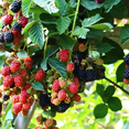 thumbnail image 2 of Set of 2 Osage Blackberry Live Plants 4-6 Inch Tall, Sweet Edible Berry Bushes for Gardens, 2 of 6