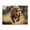 1000 Pieces, variant on Raging Bull Charge Wild 1000-Piece Wooden Jigsaw Puzzle for Adults, Fun & Challenging Family Brain-Teaser, Perfect Home Decor & Gift