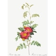 thumbnail image 2 of Redoute, Pierre Joseph 18x24 Black Ornate Wood Framed with Double Matting Museum Art Print Titled - Alpine Rose, Rosebush of Alpes with Weak Stems, Rosa alpina debilis, 2 of 4