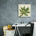 thumbnail image 4 of Epic Graffiti 'Front Yard Succulent I' by Silvia Vassileva, Canvas Wall Art, 18"x18", 4 of 8