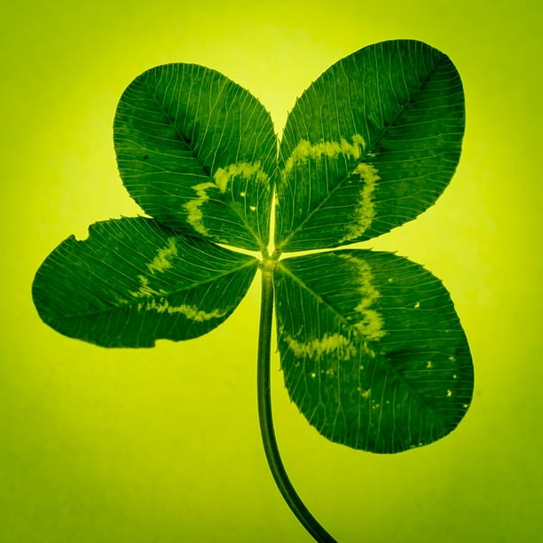 Four Leaf Clover Klee Green Vierblaƒae A A Ttrig Inch By 30 Inch Laminated Poster With Bright Colors And Vivid Imagery Fits Perfectly In Many Attractive Frames Walmart Com Walmart Com