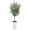 5FT, variant on Realistic Artificial Olive Tree – Lifelike Faux Plant for Home Decor, Decorative White Tall Pot, Easy Care, Adds Greenery – 5FT, White Tall Pot