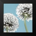 thumbnail image 2 of Frank, Assaf 12x12 Black Modern Framed Museum Art Print Titled - Two Allium flowers, 2 of 5