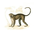 thumbnail image 2 of Wild Apple Portfolio 12x12 White Modern Wood Framed Museum Art Print Titled - Golden Monkey, 2 of 4