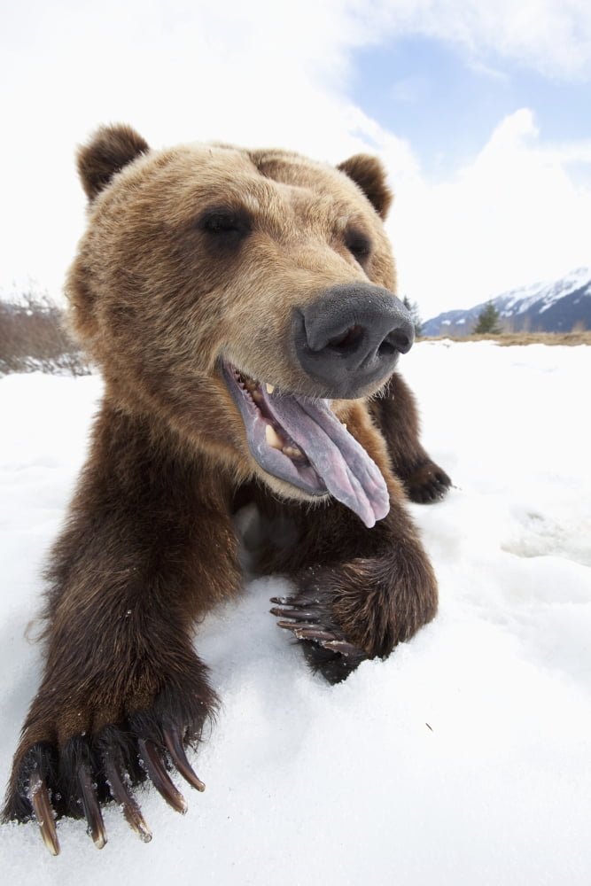 Humorous Wide-Angle Close Up Of An Open-Mouthed Adult Brown Bear Sow At The Alaska Wildlife Conservation Center Near Portage Southcentral Alaska Spring Captive Canvas Art - Doug Lindstrand Design Pic