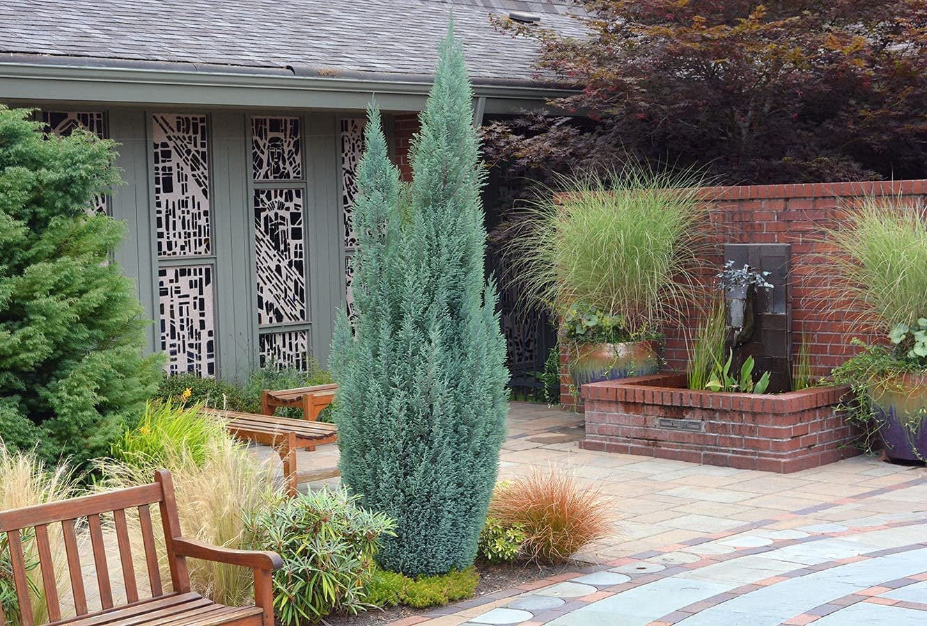 Wichita Blue Juniper  3 Live Gallon Size Trees  Juniperus Scopulorum  Evergreen Screening Hedging Plant