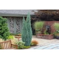 thumbnail image 5 of Wichita Blue Juniper  1 Live Gallon Size Tree  Juniperus Scopulorum  Evergreen Screening Hedging Plant, 5 of 8
