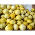 thumbnail image 4 of Graines de Concombre au Citron, 4 of 4